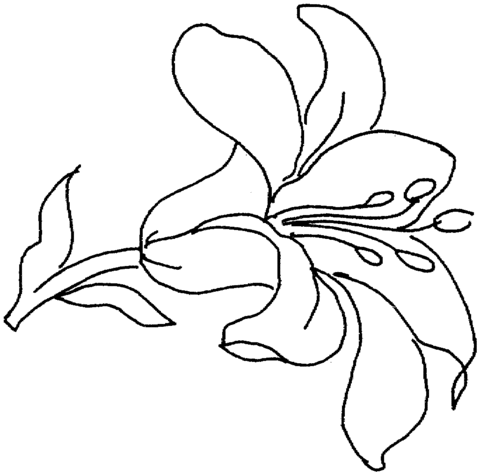 Lily 15 Coloring Page